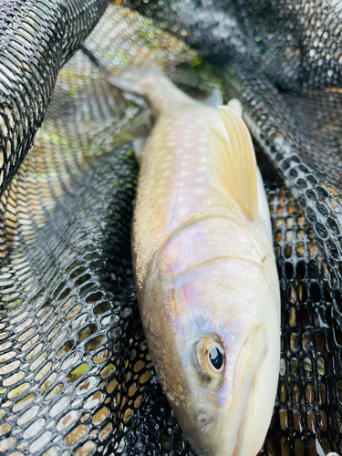 アメマスの釣果