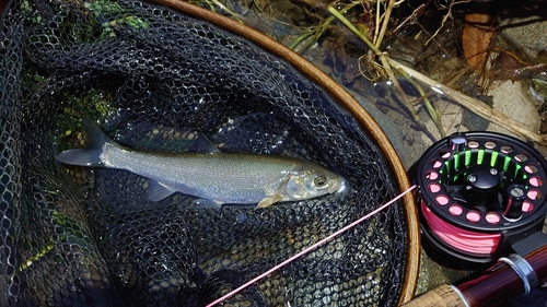 ウグイの釣果