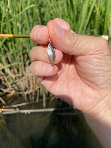 タナゴの釣果