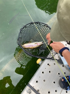 ニジマスの釣果