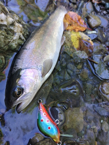 ホウライマスの釣果