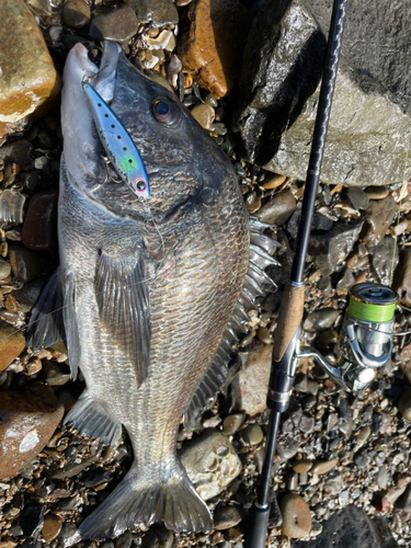 チヌの釣果