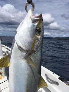 ヒラスの釣果