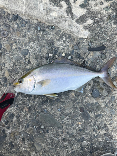 ショゴの釣果