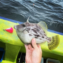 カワハギの釣果