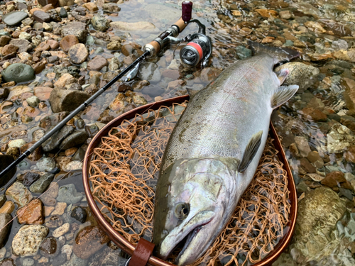 サクラマスの釣果