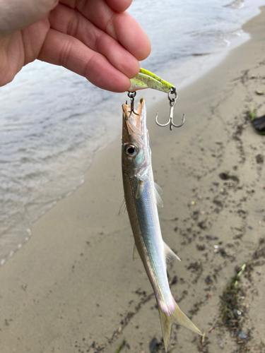 カマスの釣果