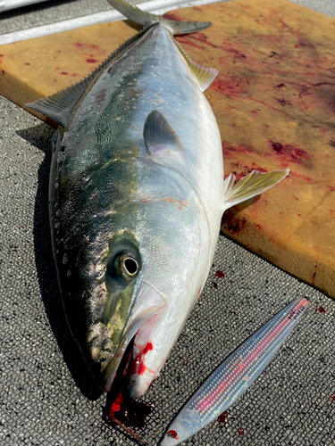 ブリの釣果