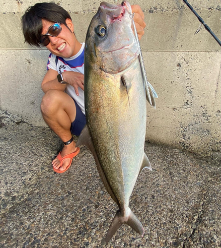 カンパチの釣果