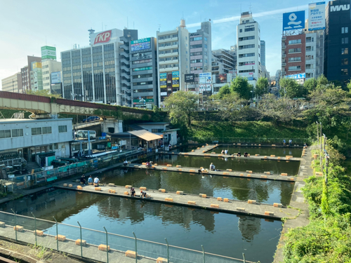 コイの釣果