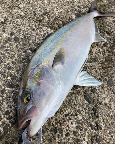 ショゴの釣果