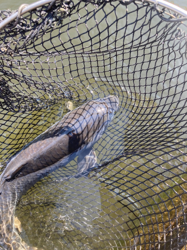 コイの釣果