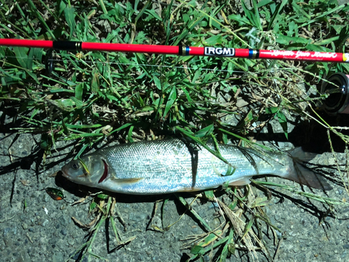 ウグイの釣果