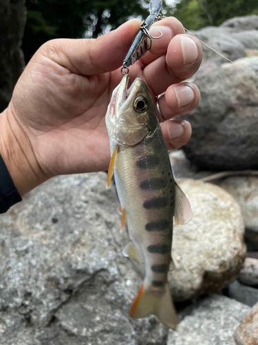 ヤマメの釣果