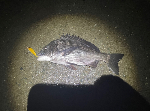 クロダイの釣果