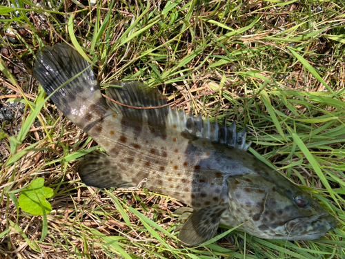 チャイロマルハタの釣果