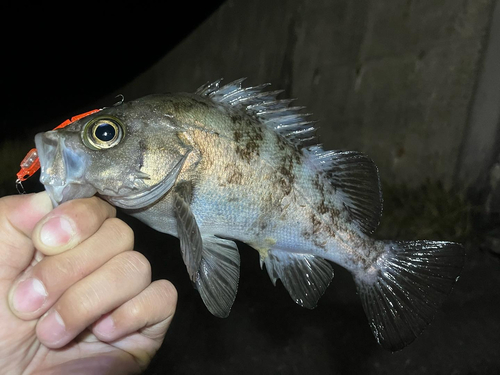 キツネメバルの釣果