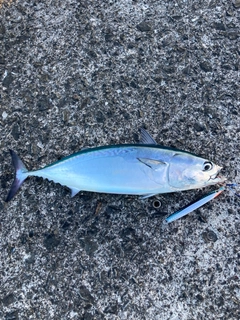 マルソウダの釣果