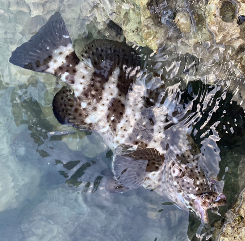 ヤイトハタの釣果