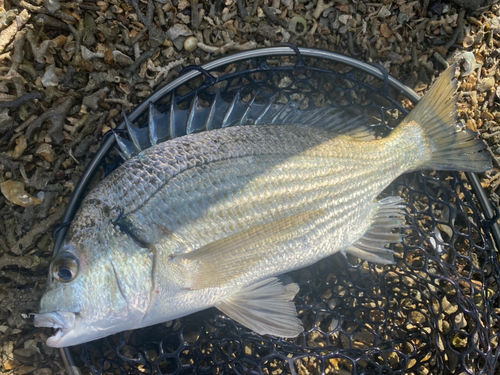 ミナミクロダイの釣果