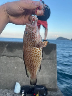 オオモンハタの釣果