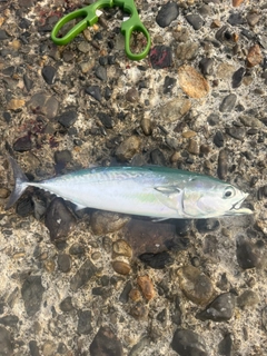 マルソウダの釣果