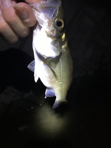 セイゴ（マルスズキ）の釣果