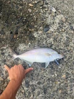 ショゴの釣果