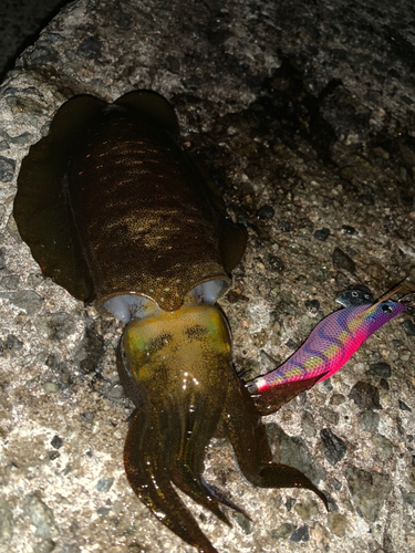 アオリイカの釣果