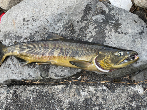 アキアジの釣果