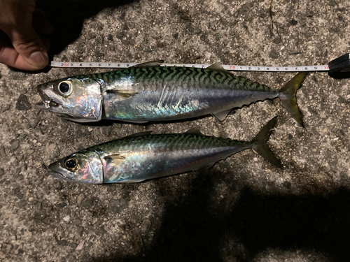 サバの釣果