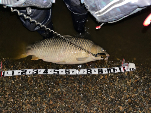 コイの釣果