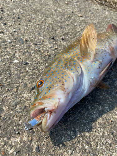 スジアラの釣果