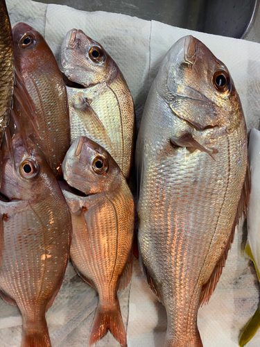 マダイの釣果