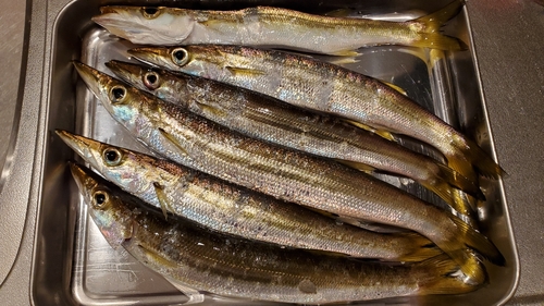 カマスの釣果