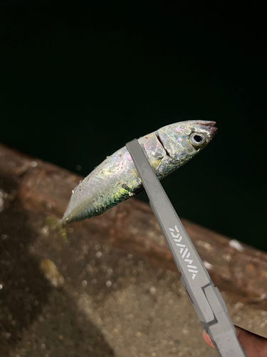 サバの釣果