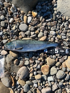 アキアジの釣果