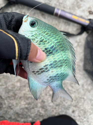 オヤビッチャの釣果