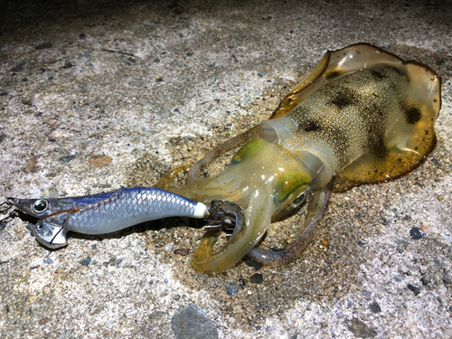 アオリイカの釣果