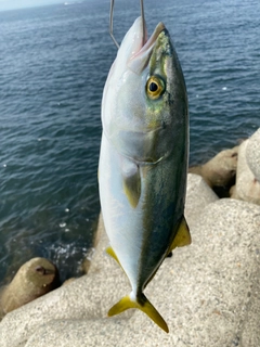 ハマチの釣果