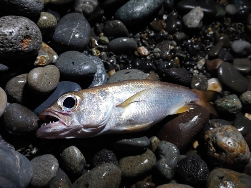 ムツの釣果