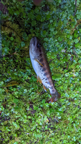 アマゴの釣果