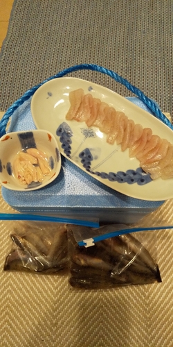 マハゼの釣果