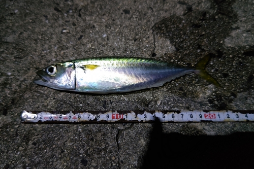 サバの釣果