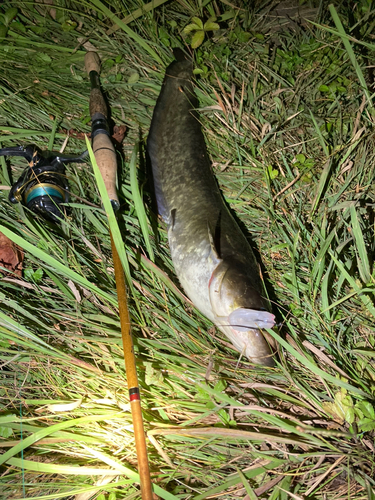 ニホンナマズの釣果