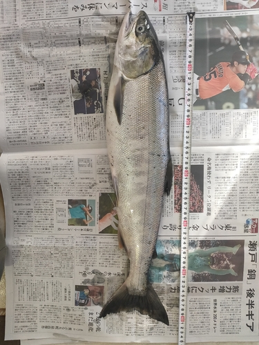 ウグイの釣果