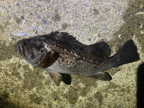 クロソイの釣果