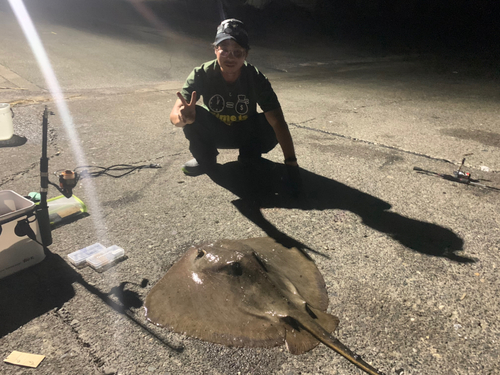 エイの釣果