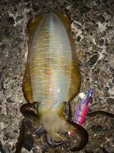 アオリイカの釣果