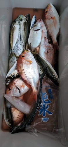 タイの釣果